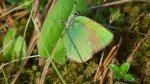 Zieleńczyk ostrężyniec (Callophrys rubi)