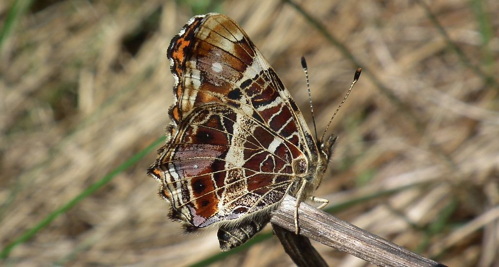 Rusałka kratkowiec (Araschnia levana)