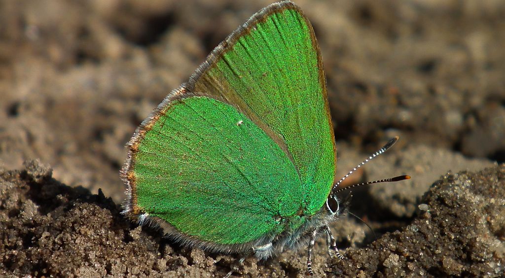 Zieleńczyk ostrężyniec (Callophrys rubi)