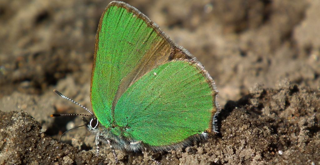 Zieleńczyk ostrężyniec (Callophrys rubi)