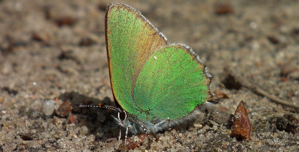 Zieleńczyk ostrężyniec (Callophrys rubi)