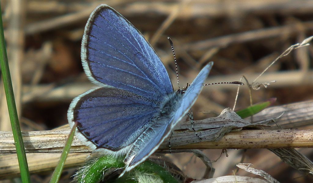 Modraszek argiades (Cupido argiades)