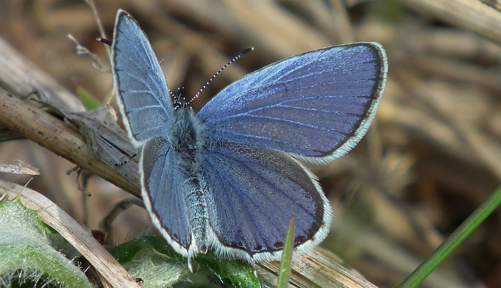 Modraszek argiades (Cupido argiades)