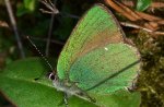 Zieleńczyk ostrężyniec (Callophrys rubi)