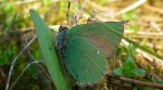 Zieleńczyk ostrężyniec (Callophrys rubi)