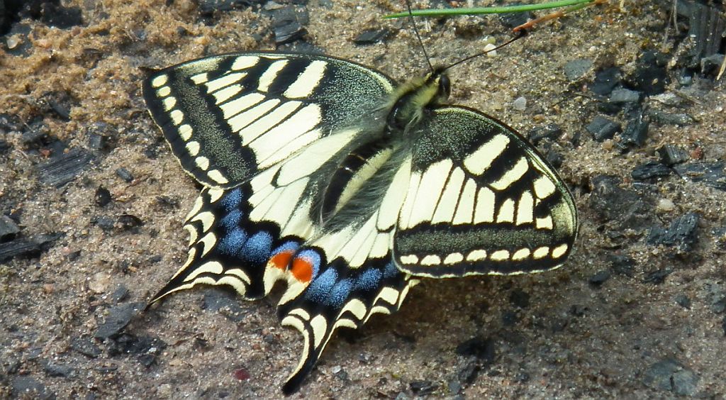 Paź królowej (Papilio machaon)