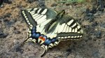 Paź królowej (Papilio machaon)