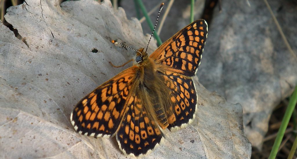 Przeplatka cinksia (Melitaea cinxia)