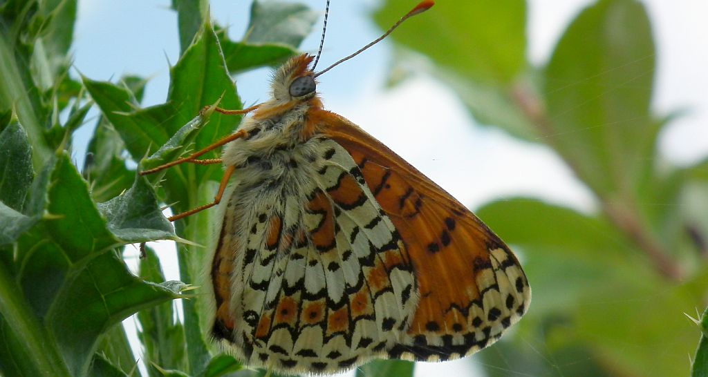 Przeplatka cinksia (Melitaea cinxia)