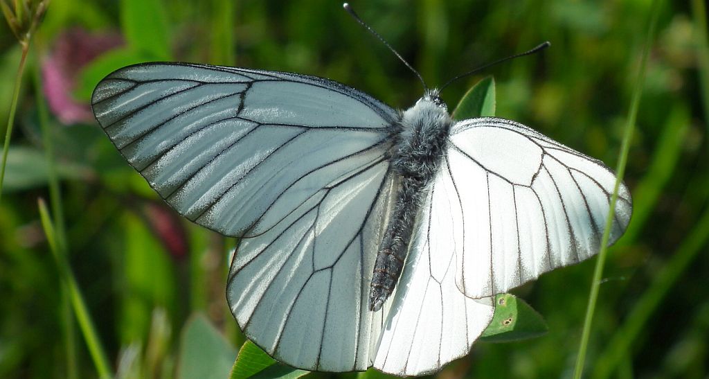 Niestrzęp głogowiec (Aporia crataegi)