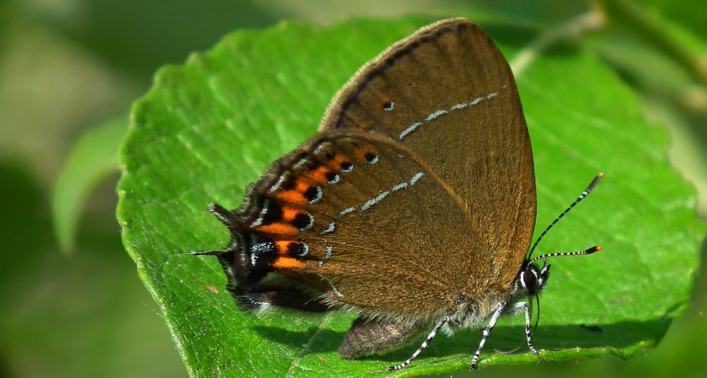 Ogończyk śliwowiec (Satyrium pruni)