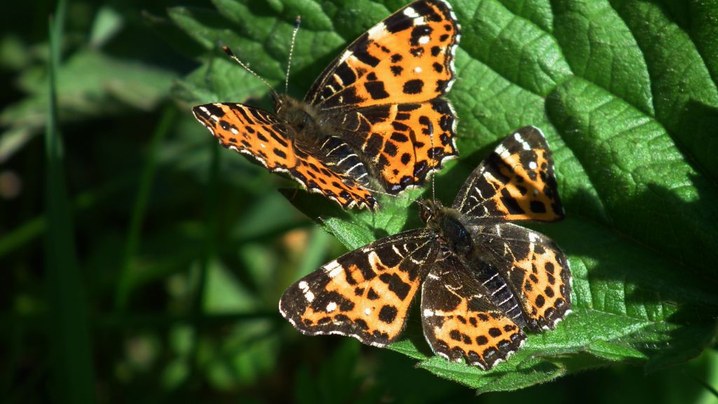 Rusałka kratkowiec (Araschnia levana)