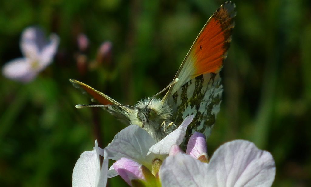 Zorzynek rzeżuchowiec (Anthocaris cardamines)