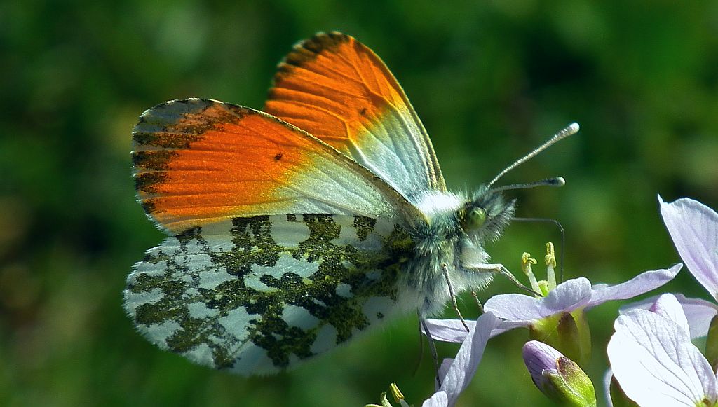 Zorzynek rzeżuchowiec (Anthocaris cardamines)