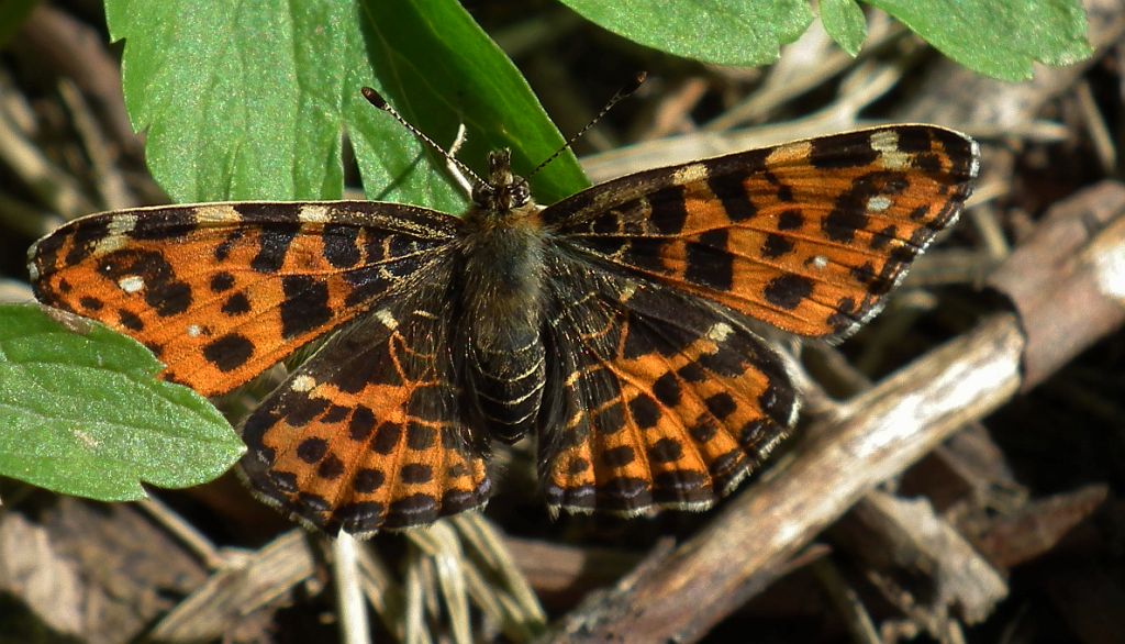 Rusałka kratkowiec (Araschnia levana)