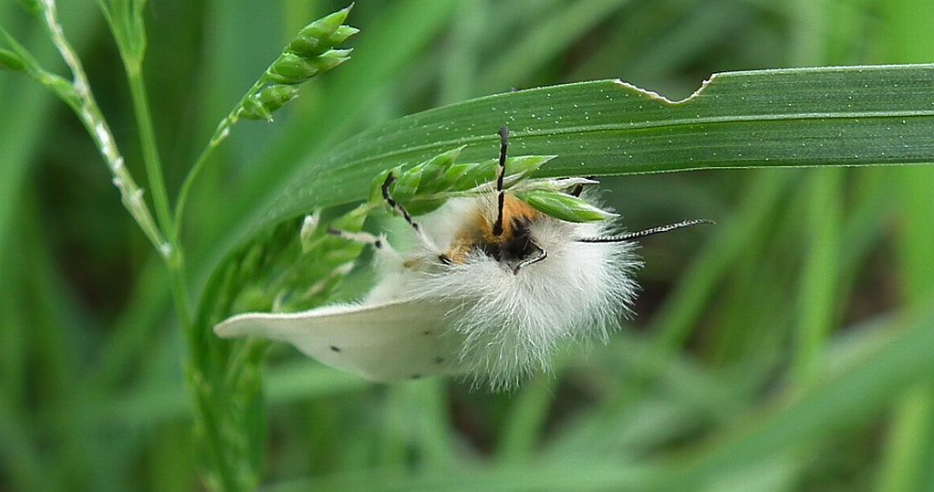 Szewnica pokrzywnica (Spilosoma urticae)