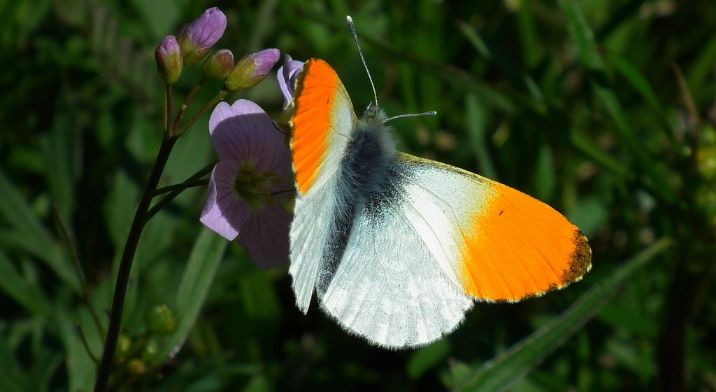 Zorzynek rzeżuchowiec (Anthocaris cardamines)