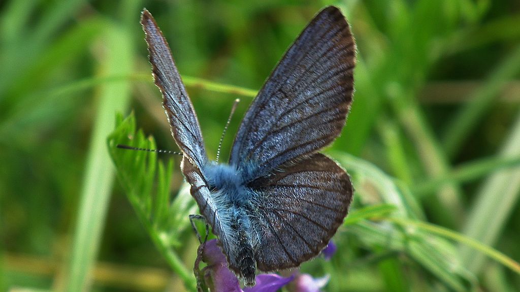 Modraszek semiargus (Polyommatus semiargus)