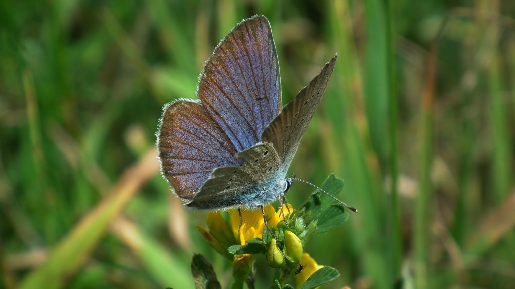 Modraszek semiargus (Polyommatus semiargus)