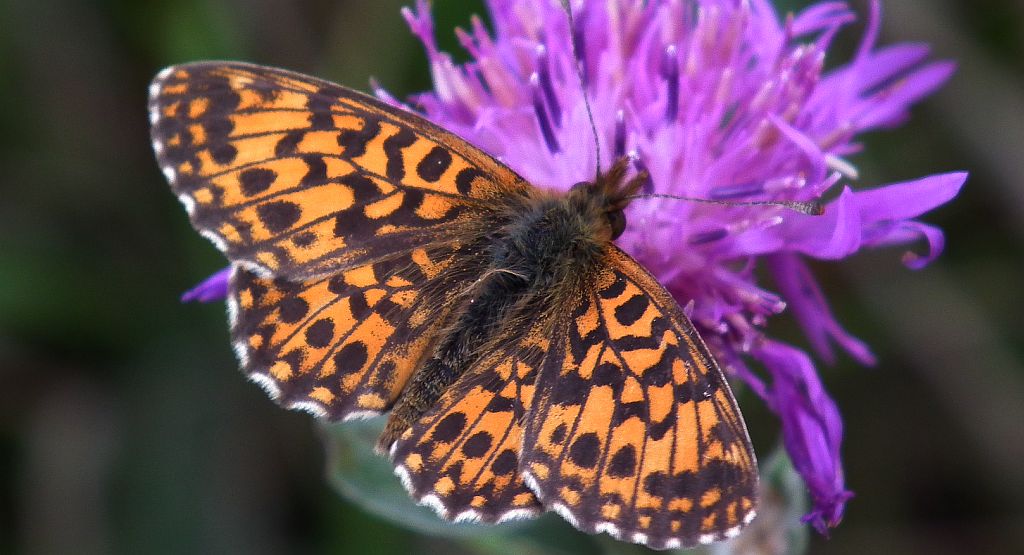 Dostojka dia (Boloria dia)