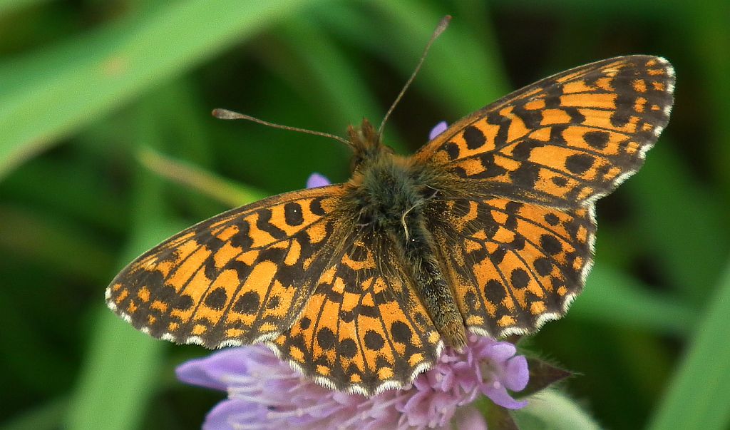 Dostojka dia (Boloria dia)