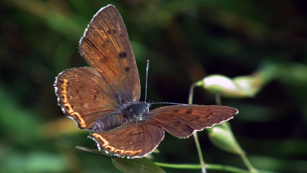 Czerwończyk fioletek (Lycaena helle)