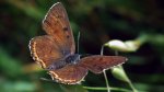 Czerwończyk fioletek (Lycaena helle)
