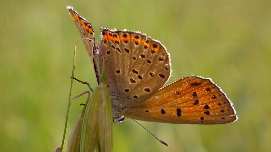 Czerwończyk fioletek (Lycaena helle)