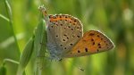 Czerwończyk fioletek (Lycaena helle)