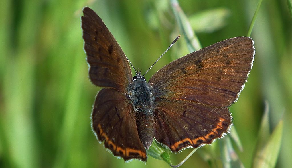 Czerwończyk fioletek (Lycaena helle)