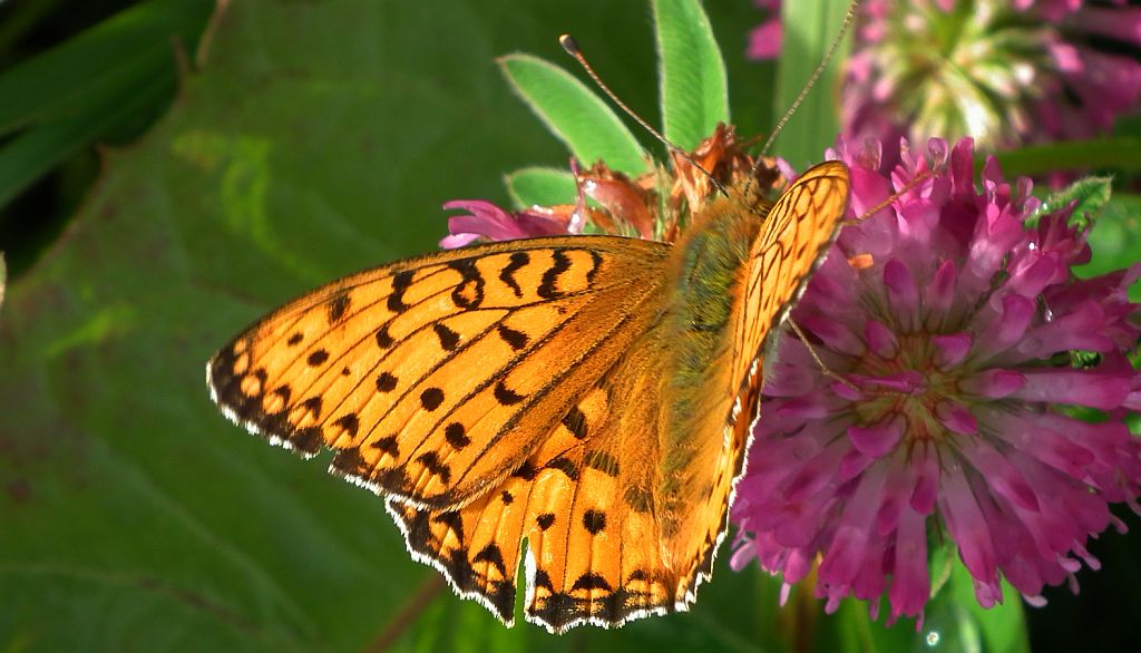 Dostojka aglaja (Mesoacidalia aglaja)
