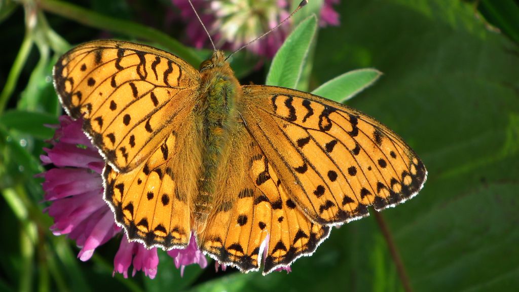 Dostojka aglaja (Mesoacidalia aglaja)