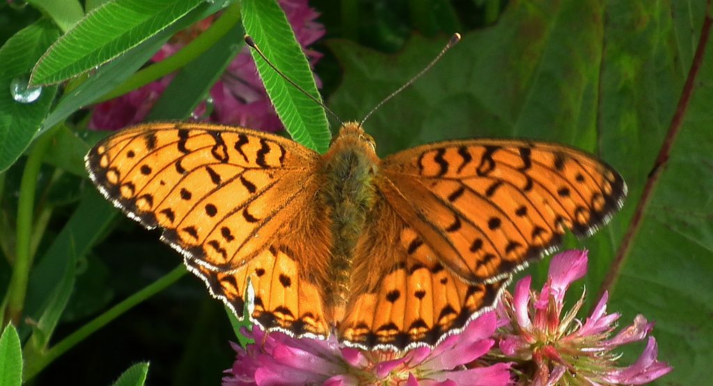 Dostojka aglaja (Mesoacidalia aglaja)