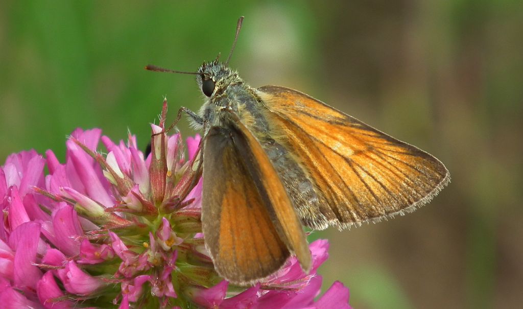 Karłątek leśny, karłątek ceglasty (Thymelicus sylvestris)