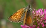 Karłątek leśny, karłątek ceglasty (Thymelicus sylvestris)