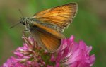 Karłątek leśny, karłątek ceglasty (Thymelicus sylvestris)
