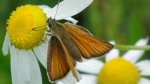 Karłątek leśny, karłątek ceglasty (Thymelicus sylvestris)