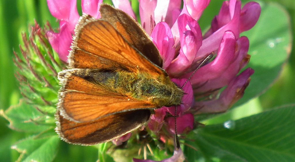 Karłątek leśny, karłątek ceglasty (Thymelicus sylvestris)