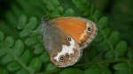 Strzępotek perełkowiec (Coenonympha arcania)