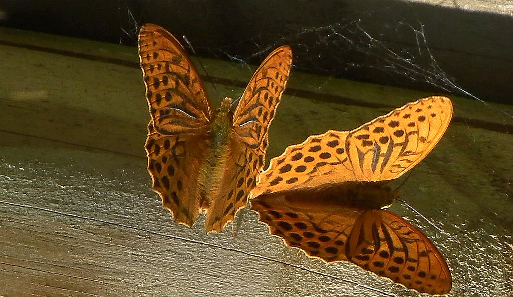 Dostojka malinowiec (Argynnis paphia)