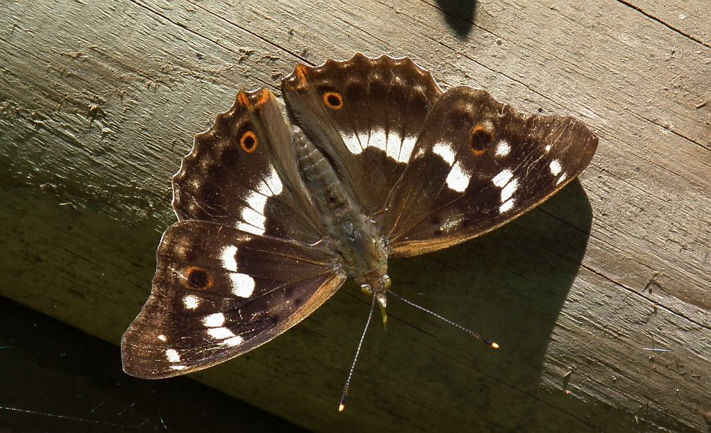Mieniak strużnik (Apatura ilia)
