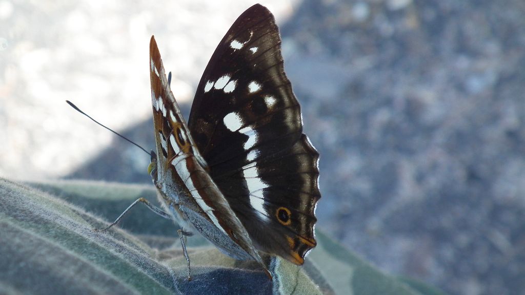 Mieniak tęczowiec (Apatura iris)
