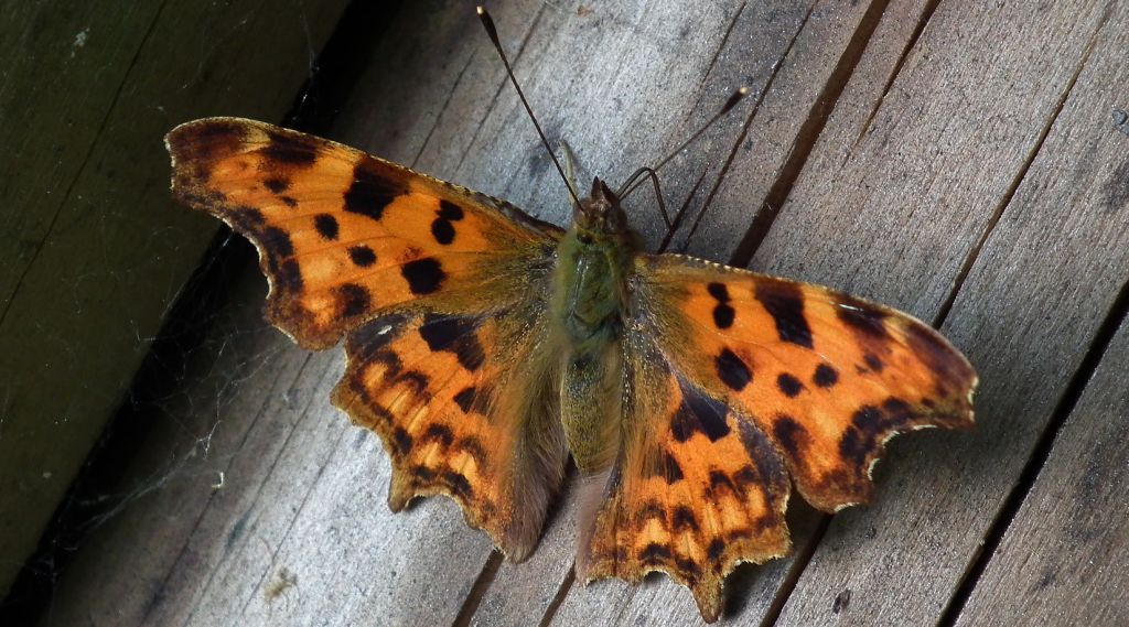 Rusałka ceik (Polygonia c-album)