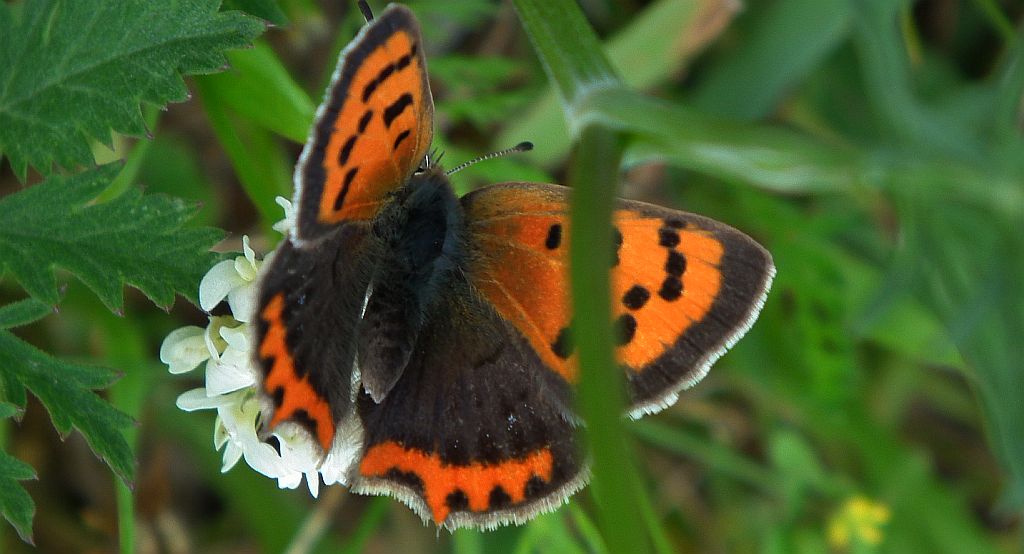Czerwończyk żarek (Lycaena phlaeas)