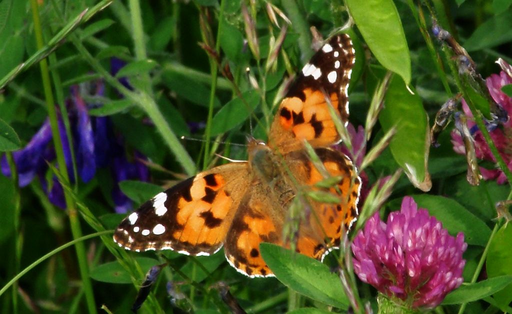 Rusałka osetnik  (Vanessa cardui)