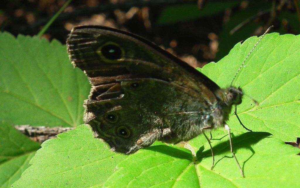 Osadnik kostrzewiec (Lasiommata maera)