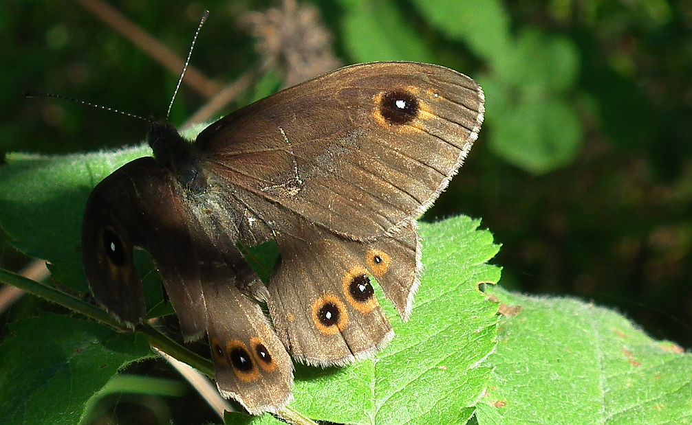 Osadnik kostrzewiec (Lasiommata maera)