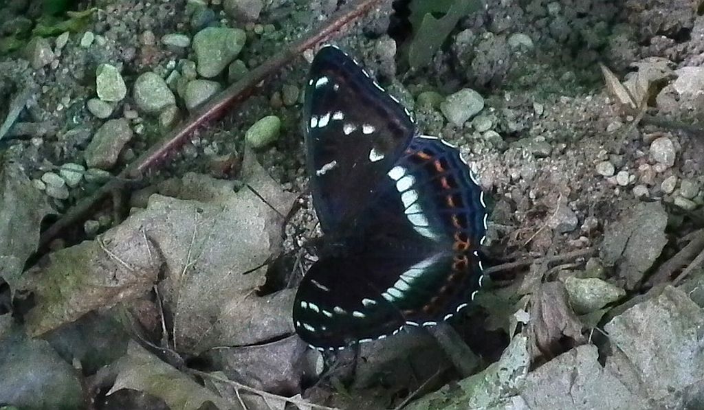 Pokłonnik osinowiec (Limenitis populi)