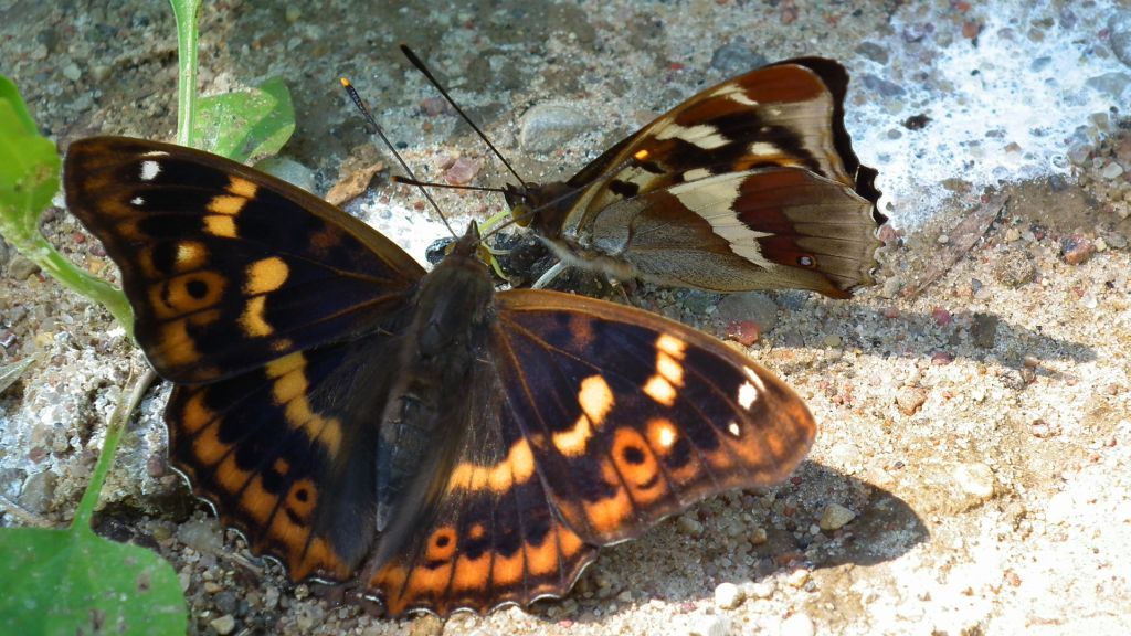 Mieniak strużnik (Apatura ilia) i Mieniak tęczowiec (Apatura iris)