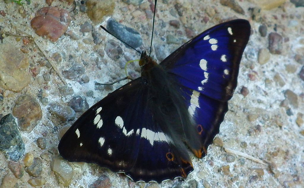 Mieniak tęczowiec (Apatura iris)